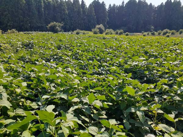 農薬および化学肥料不使用の大豆令和7年産