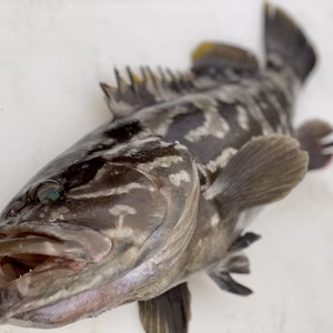 【松島産】幻の天然クエ （2.1kg）