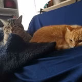 コタロウ&キャベツのママ