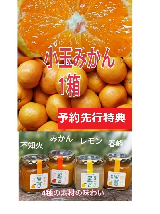 先予約特典 11月 お家用小玉 木成り完熟 大ちゃんん農園のこだわり有田みかん 農家漁師から産地直送の通販 ポケットマルシェ