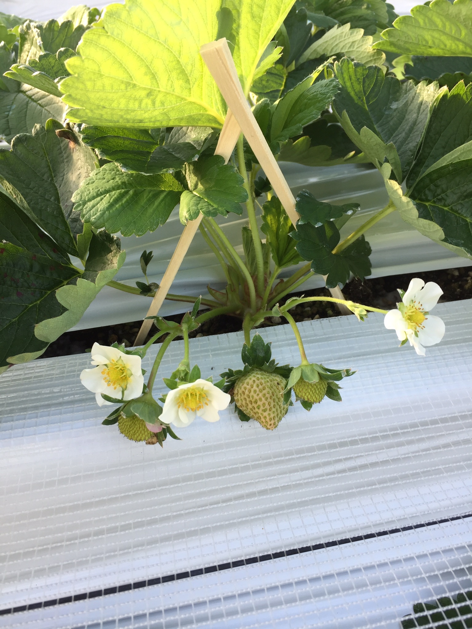 あまおう 不揃いないちごたち 農家漁師から産地直送の通販 ポケットマルシェ