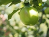 【グラニースミス/通常品】酸味の効いたあおりんご/ネオニコ系不使用/特別栽培
