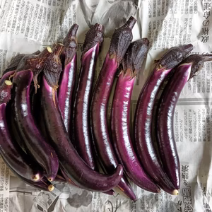 夏野菜 モリモリ１００サイズ