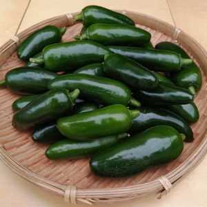 生のハラペーニョ／jalapeño