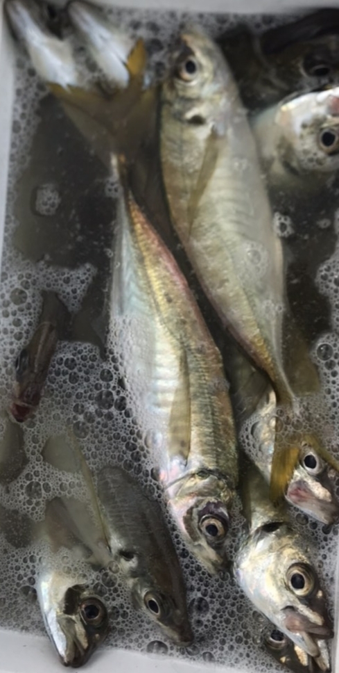 味なやつ 魚 天然マアジお買い得 農家漁師から産地直送の通販 ポケットマルシェ