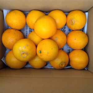 自然栽培ネーブルオレンジ 