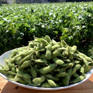 お客様の注文の日に収穫！農薬・肥料不使用の枝豆 フクユタカ　500g