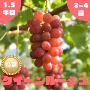 ◯9月上旬販売開始◯【秀】クイーンルージュ・1.5kg・2~4房