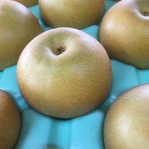 【9月上旬お届け】甘いのに後味サッパリ！ 【3L〜4L】あきづき梨