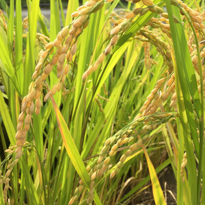 2020年産 減農薬　棚田米 玄米5キロ