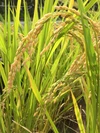 玄米  棚田米2キロ（有機肥料無農薬 ）