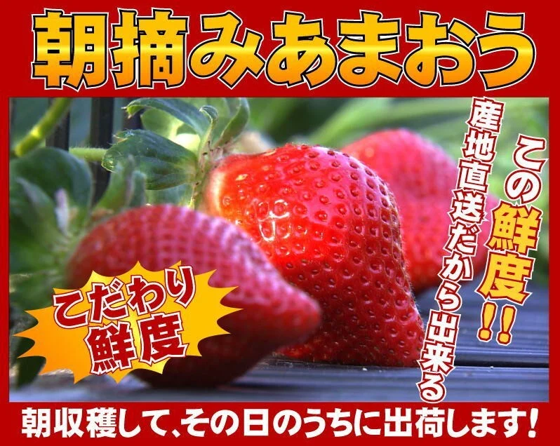 【特大】あまおう9〜15玉入×2箱 苺(いちご)イチゴの王様アマオウ