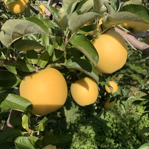 青森りんご 爽やかな甘さをお届けします『シナノゴールド』