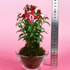苔玉　フクシア(赤) 液肥付