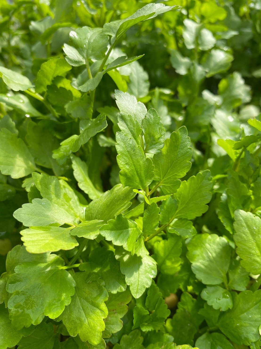 根っこが主役！湯沢市産『三関せり』 500g｜せりの商品詳細｜ポケット