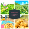 ホクホク！しっとり♪甘〜い♡北海道産3品種食べ比べセット【新じゃが】