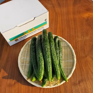 北海道産　黒さんご胡瓜　【2kg　13本程度】