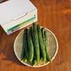 北海道産　黒さんご胡瓜　【2kg　13本程度】