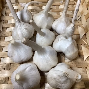 【値下げ】子どもの野菜無農薬・自然栽培新ニンニクホワイト六片Mサイズ