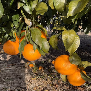 精一杯育てました‼︎ 主幹系のはるみ 2級品小玉（〜S）　約9kg