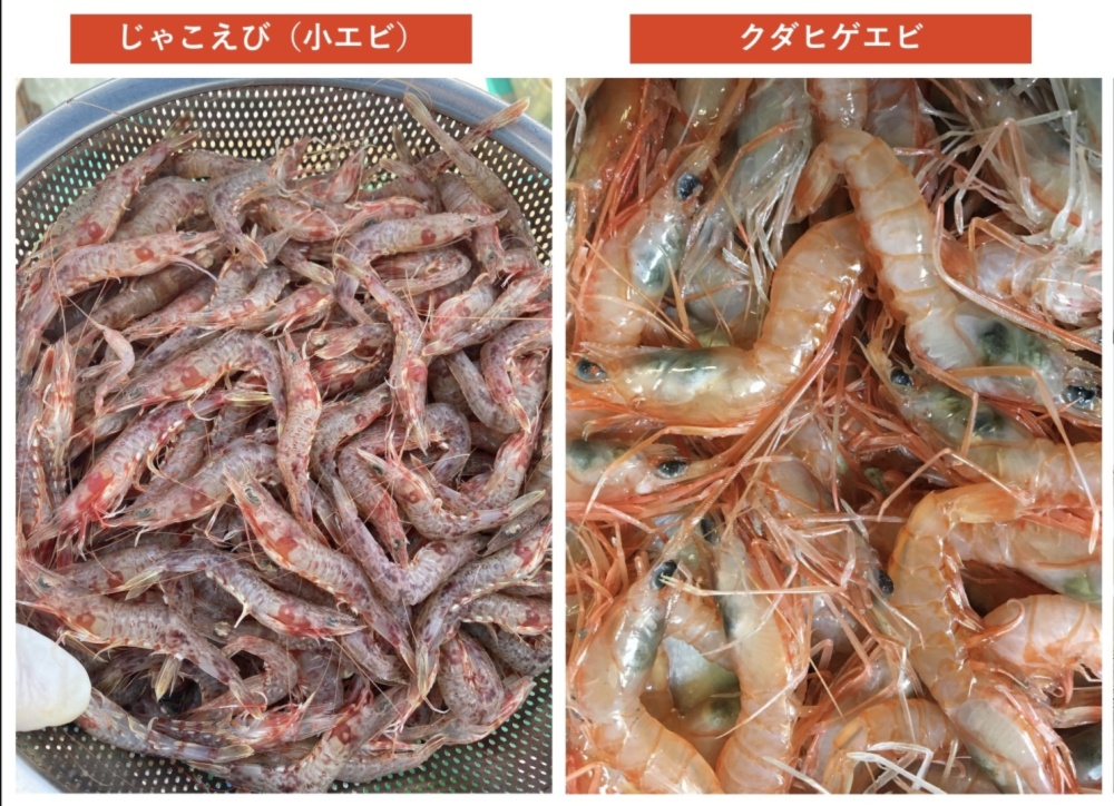 夏のお楽しみセット2k ジャコエビ1k クダヒゲエビ1k 送料500円割引 農家漁師から産地直送の通販 ポケットマルシェ