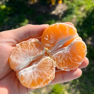 薄皮早生みかん☆島育ち「宮川早生」