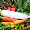 【無農薬・無肥料　生命力溢れる】旬野菜セット大