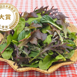 【第55回日本農業賞大賞受賞】ベビーリーフ