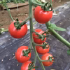 思わず笑顔になる水素水カラフルミニトマト【1.8キロ（300g×6袋）】