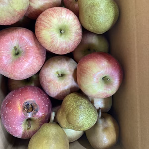 選抜オーディション落選葉取らずサンふじ　超訳あり5キロバラ