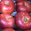 9月発送 りんご 家庭用 紅玉 約3キロ 7-15玉 復興支援 
