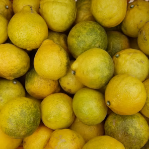 【北海道・沖縄地方専用】【農薬、防腐剤、化学肥料不使用】はるか2-7キロ