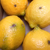 瀬戸内海の島育ち！レモン　C品