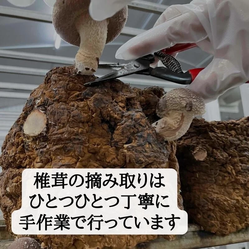 クール便発送　徳島県産　小中サイズ椎茸1キロ 