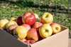 【送料無料】規格外のりんごだからお買い得！加工用りんご　20kg～