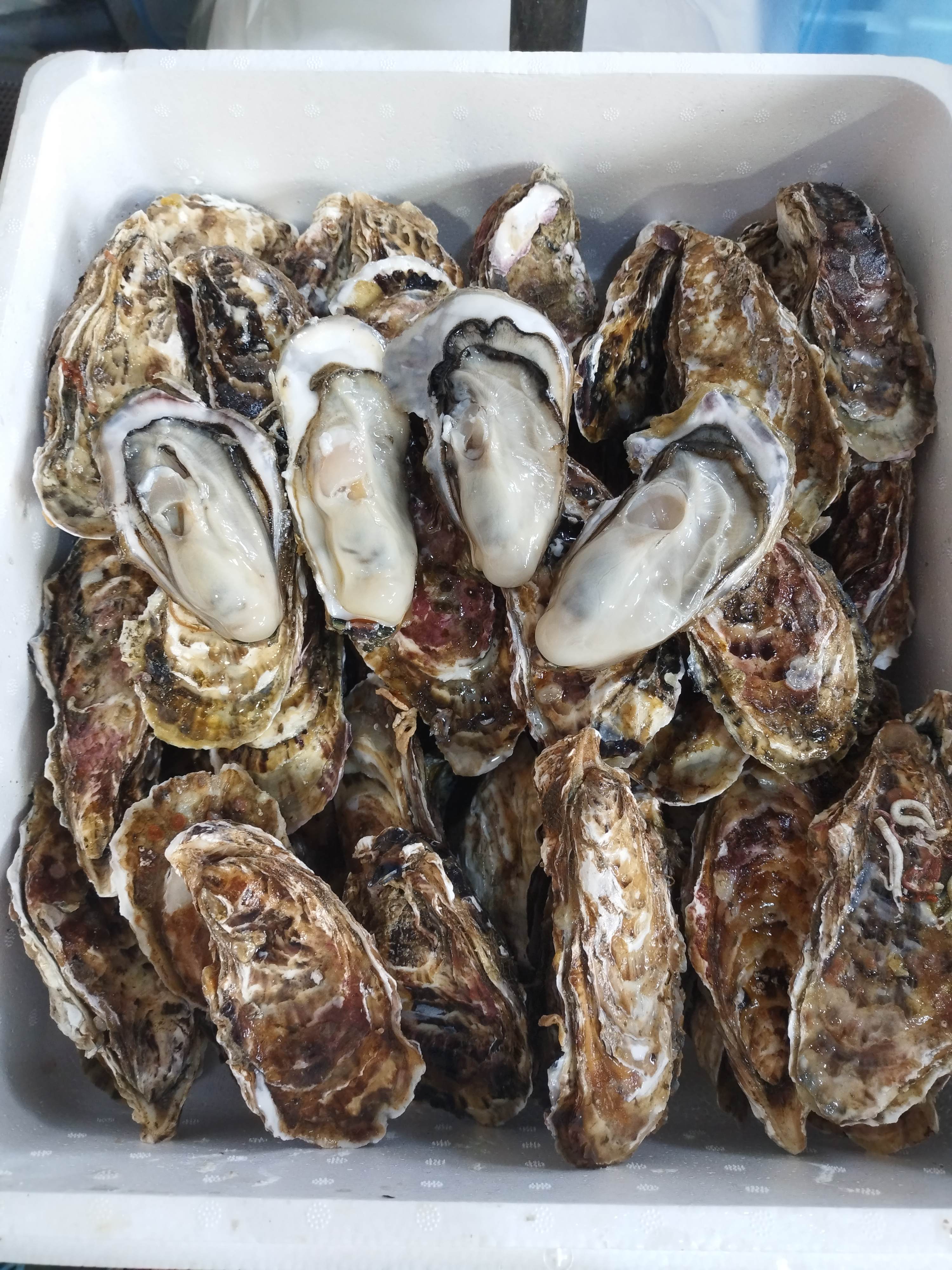 『旬』到来!! バラ牡蠣 生食可 5kg35個くらい★ノロウィルスが無い牡蠣★ バラ牡蠣5kg