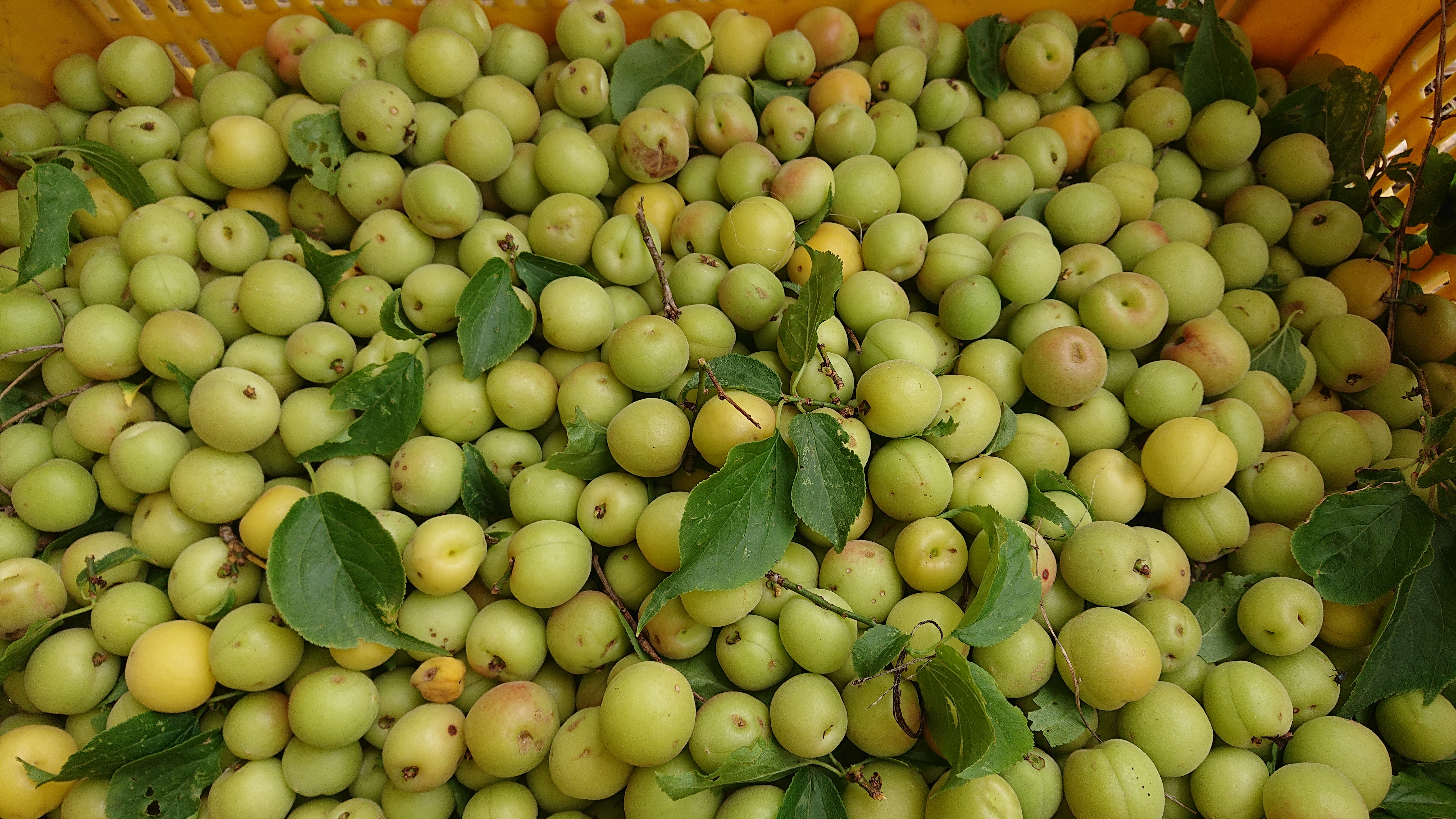 織姫の産直通販・お取り寄せ商品｜ポケットマルシェ｜産地直送で