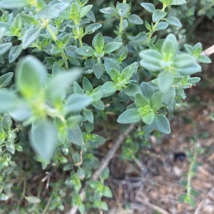 フレッシュハーブ　レモンタイム