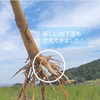 【奈良県桜井産】マコモ（マコモダケ）苗／農薬不使用・化学肥不使用