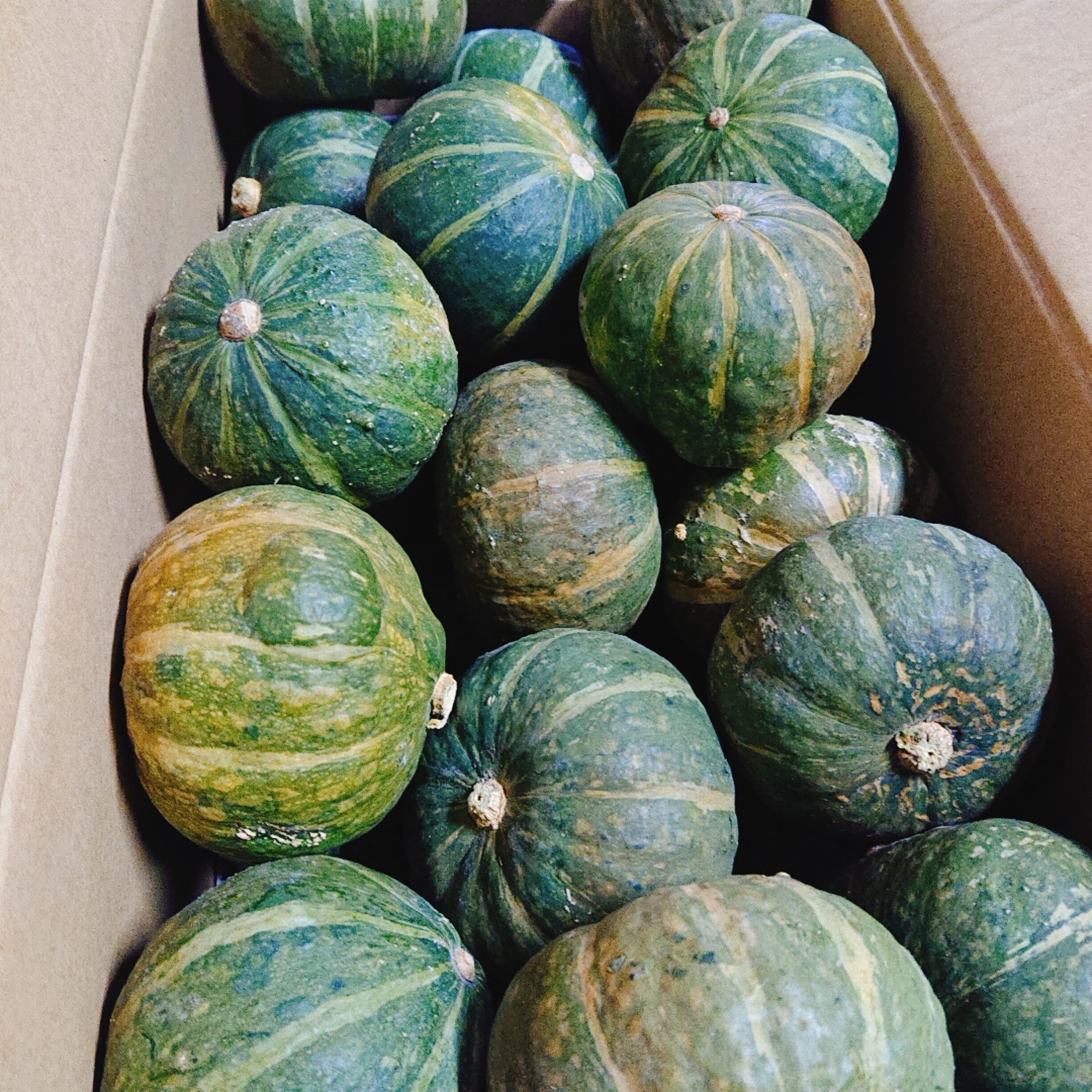 訳あり 不揃いミニかぼちゃ くり姫南瓜 8kg 農家漁師から産地直送の通販 ポケットマルシェ