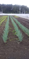 太すぎ！土と根付き長ネギ（箱込み５キロ）