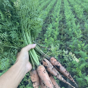 癒しのお野菜セット