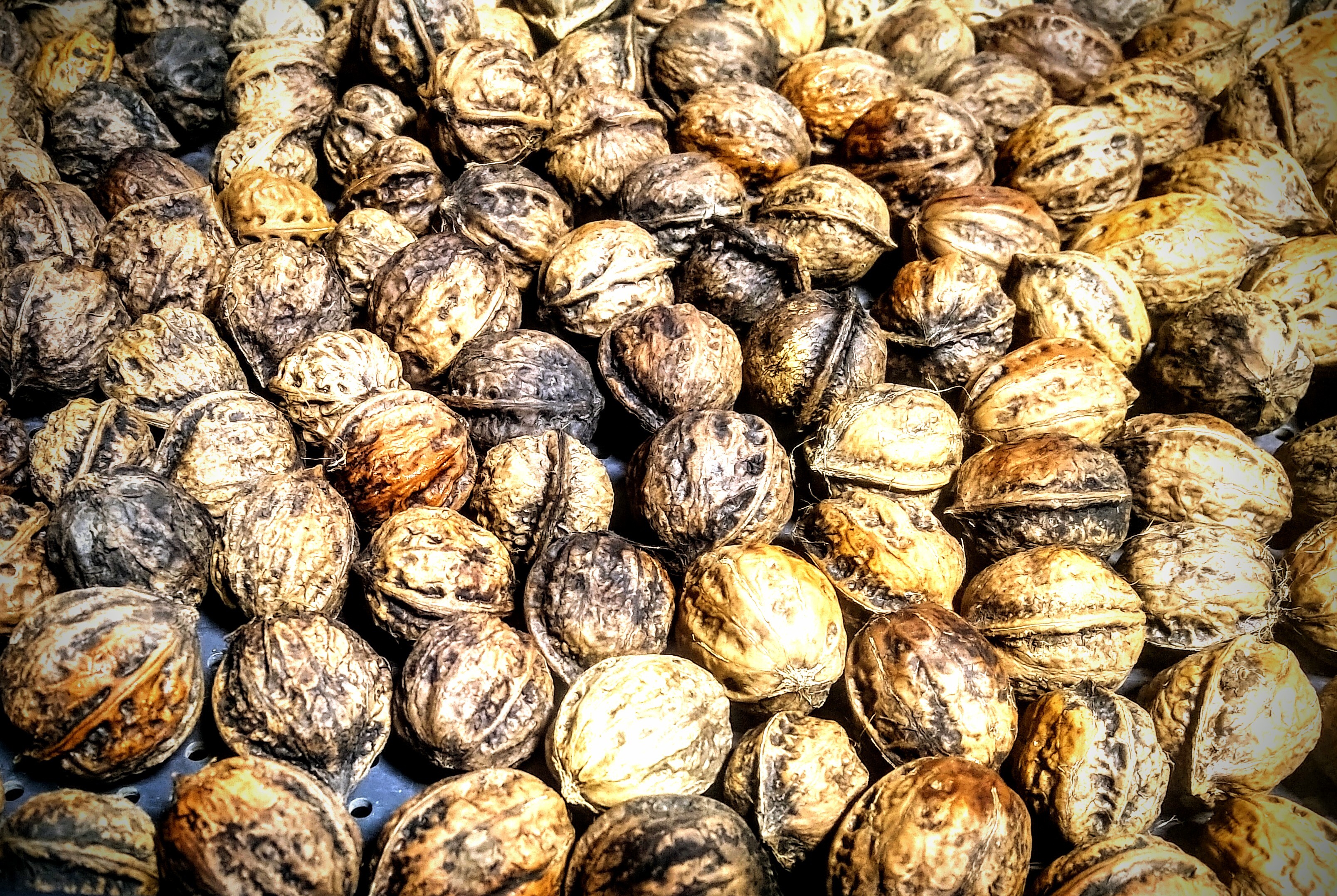 鬼クルミ20キロ 青森県十和田市の天然鬼クルミ4.5kg！｜ナッツの商品詳細｜ポケット