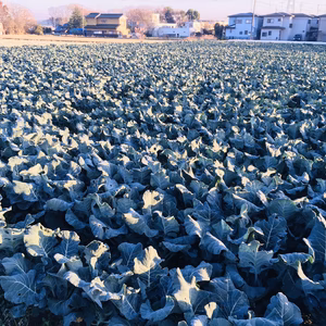 キャベツ2個&ブロッコリー3個