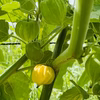インカベリー　✳︎食用ほおずき✳︎ 化学肥料・農薬不使用栽培