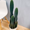 在庫　サボテン　柱サボテン　3本植え　ドライガーデン　インテリアグリーン