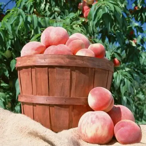 桃の生産量日本一！山梨の朝採り桃（大玉サイズ）化粧箱入り