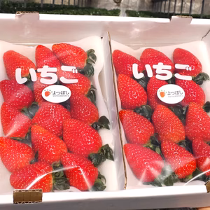 完熟いちご（よつぼし）300gパック（DXパック）　未だ流通量の少ない貴重な新