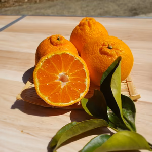 清見約１㌔　ブラッド約１㌔　訳有不知火デコ約0１㌔　ジューＣ１㌔　おまけつき