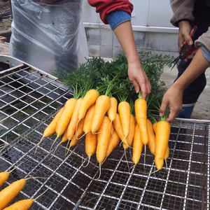 【無農薬】彩り鮮やか黄色人参の代表格「金美人参」